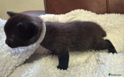 Ragdoll cats for sale: Ragdoll x BSH kittens (individually priced) - Image 6