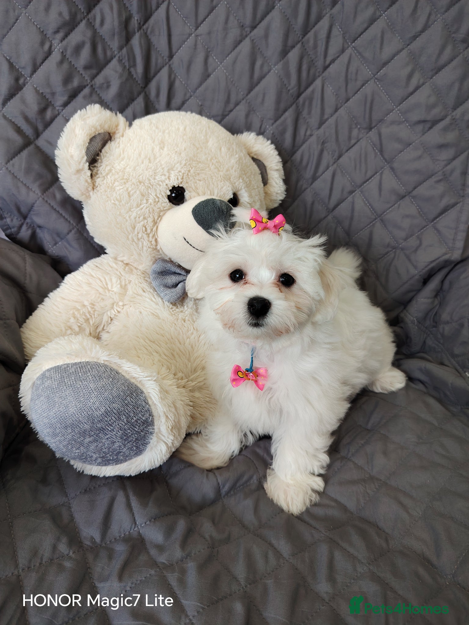 Maltese dogs Pure Maltese puppies❤️ - Advert 2