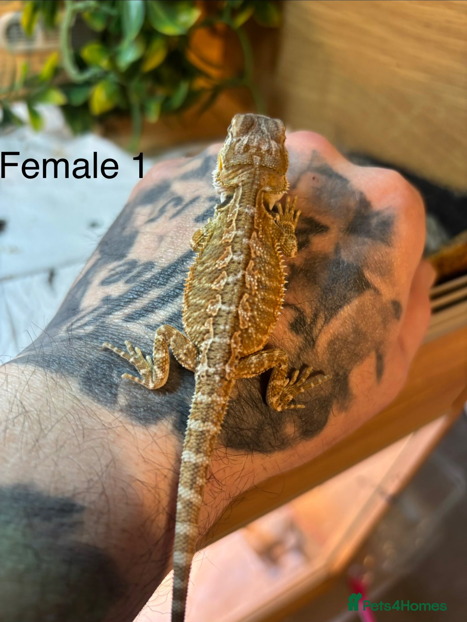 Bearded Dragon reptiles Last 2 baby bearded dragons - Advert 1