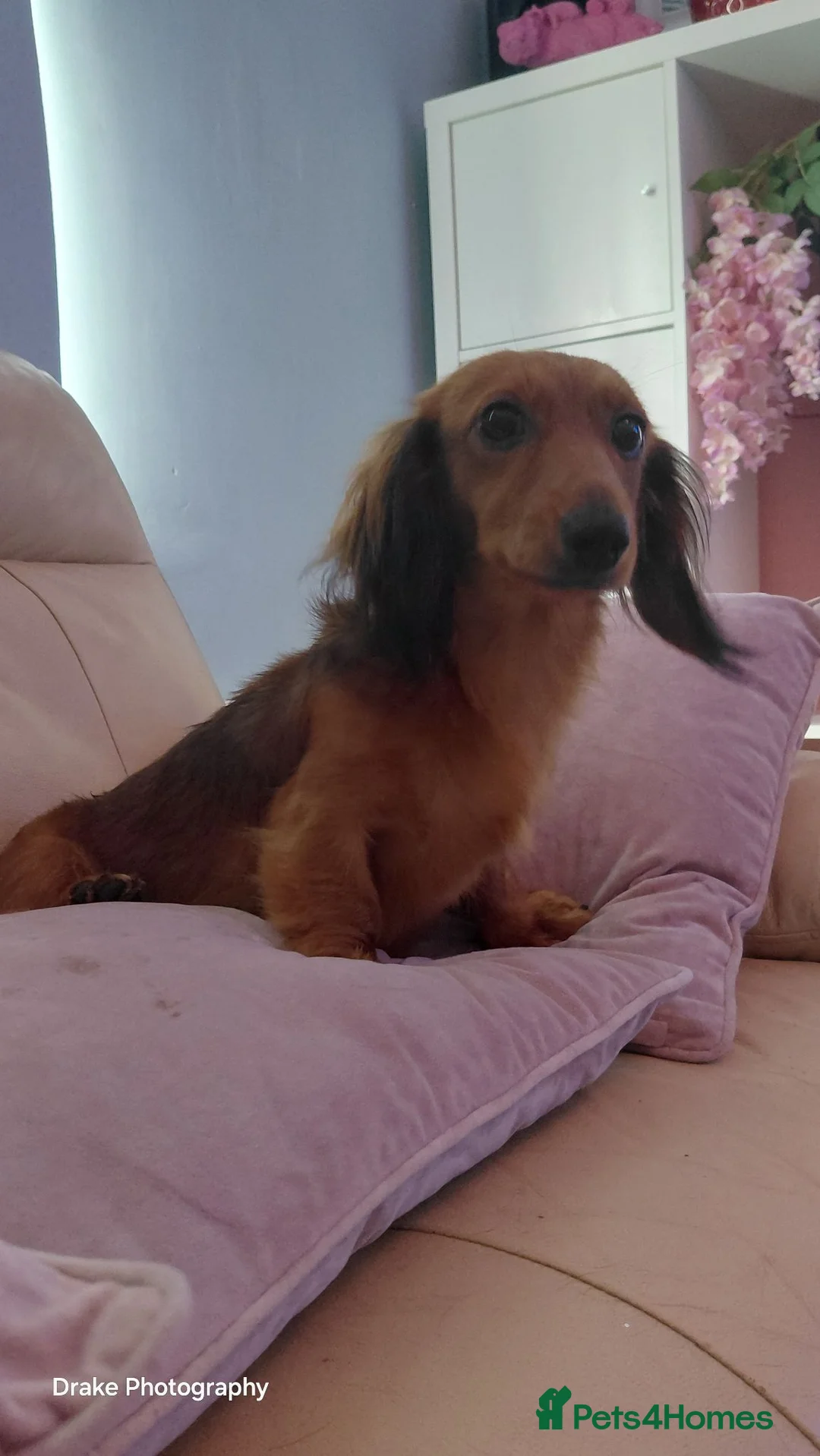 Miniature Dachshund dogs for sale: Female Longhaired Shaded Red Miniature - Advert 2