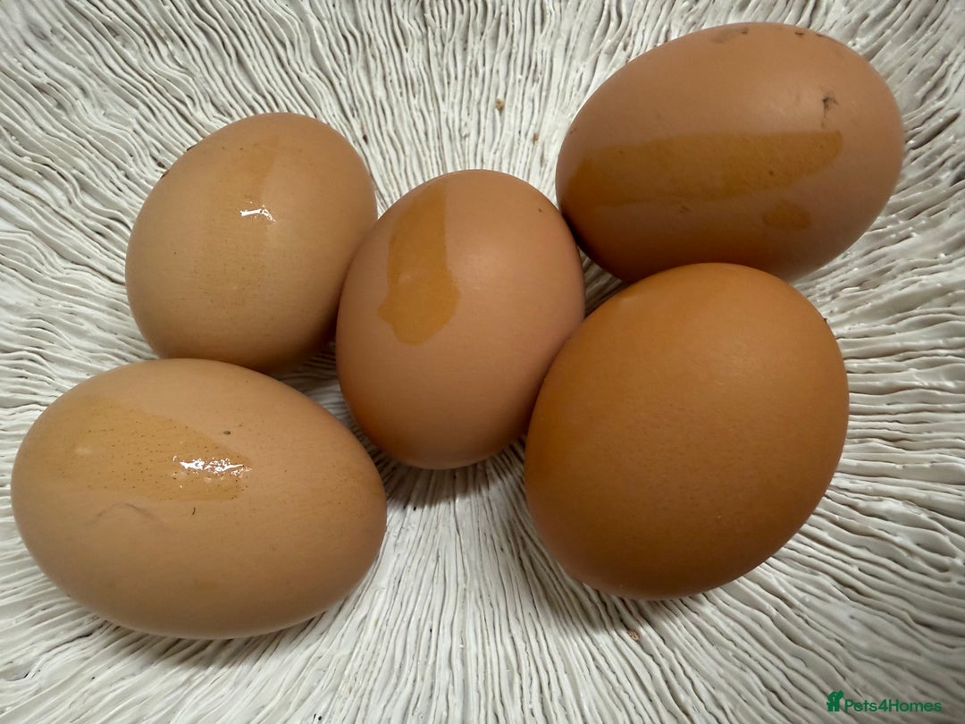 Chickens poultry for sale: Hatching eggs, day old chicks. Opal, silverudd - Advert 3