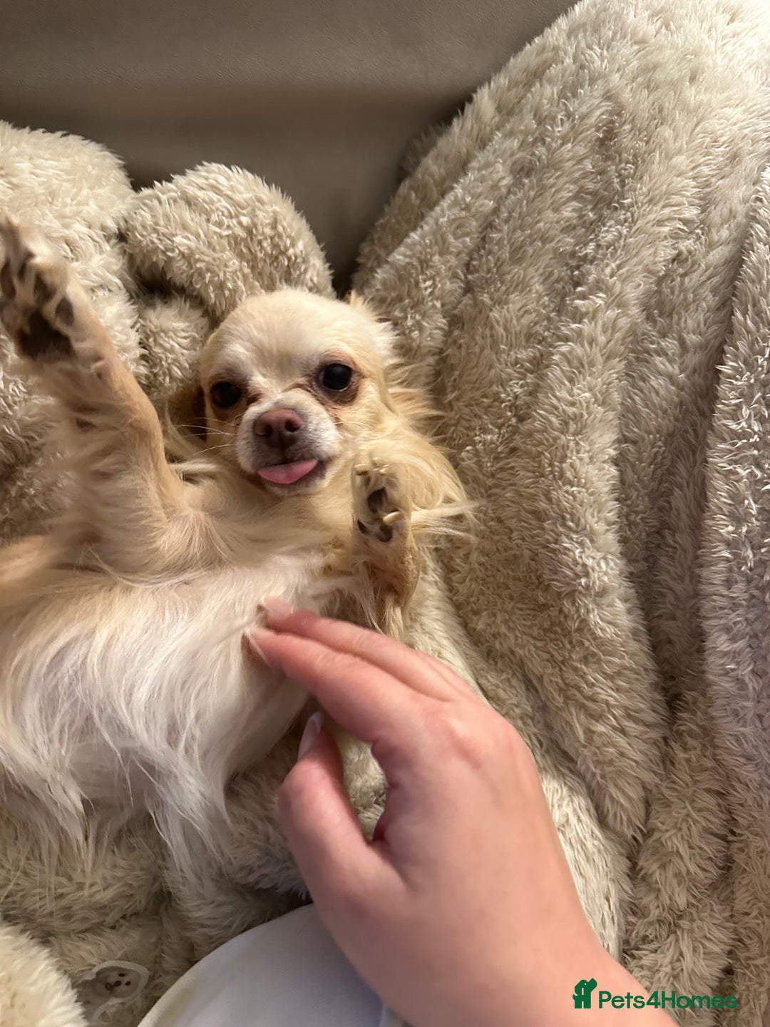 Chihuahua dogs for sale: Male long haired chihuahua  - Image 3