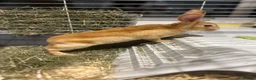 Rex rabbits for sale: Red Rex Bunny 🐰  - Advert 3