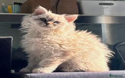 Selkirk Rex cats for sale: Gorgeous Selkirk Rex kittens - Image 1