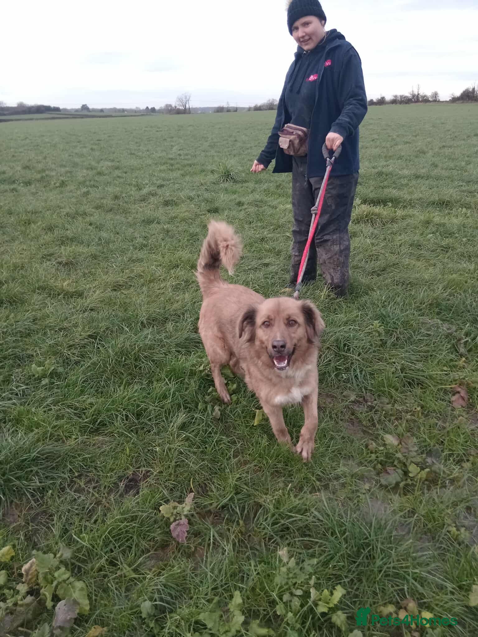 Mixed Breed dogs GINNY - Advert 1