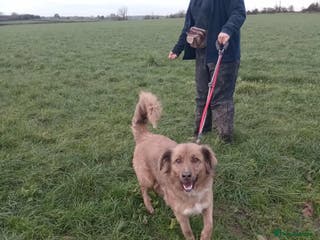 Mixed Breed dogs GINNY - Advert 1