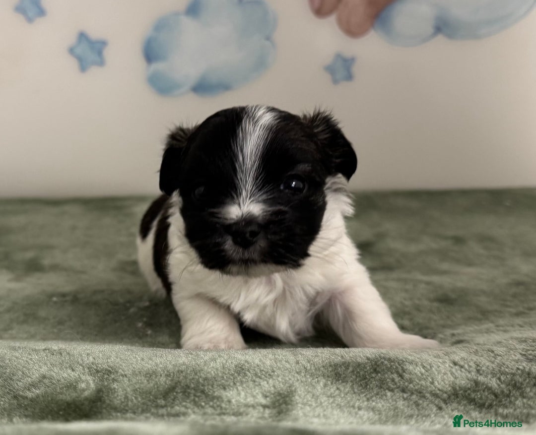 Mixed Breed dogs for sale: Tiny Terrier mix puppies  - Advert 17