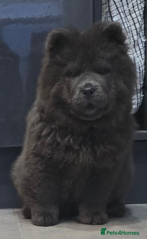 Chow Chow dogs Chow chow pedigree pups REDUCED!! - Advert 2