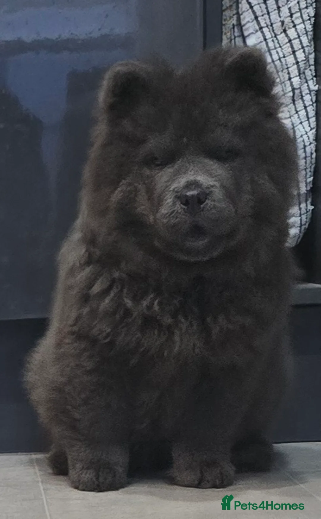 Chow Chow dogs for sale: Chow chow pedigree pups REDUCED!! - Advert 2