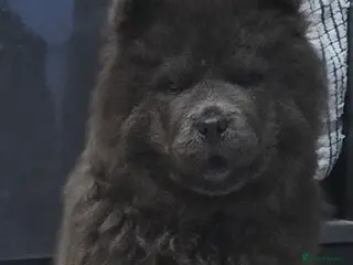 Chow Chow dogs Chow chow pedigree pups REDUCED!! - Advert 5