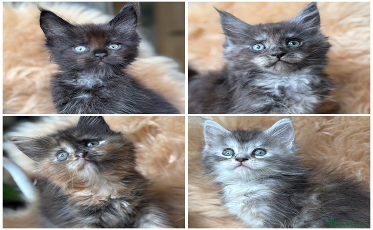 Maine Coon cats - Advert 10