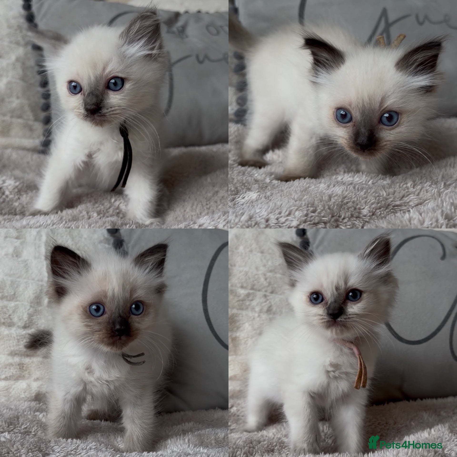 Ragdoll cats for sale: Beautiful Ragdoll kittens ready to leave! - Advert 1