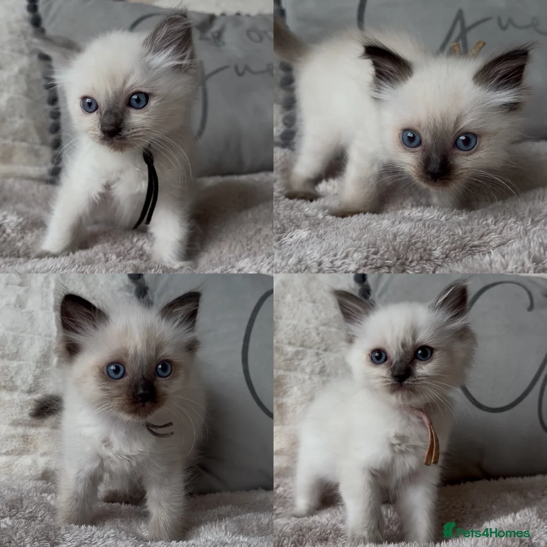 Ragdoll cats for sale: Beautiful Ragdoll kittens ready to leave! - Advert 1