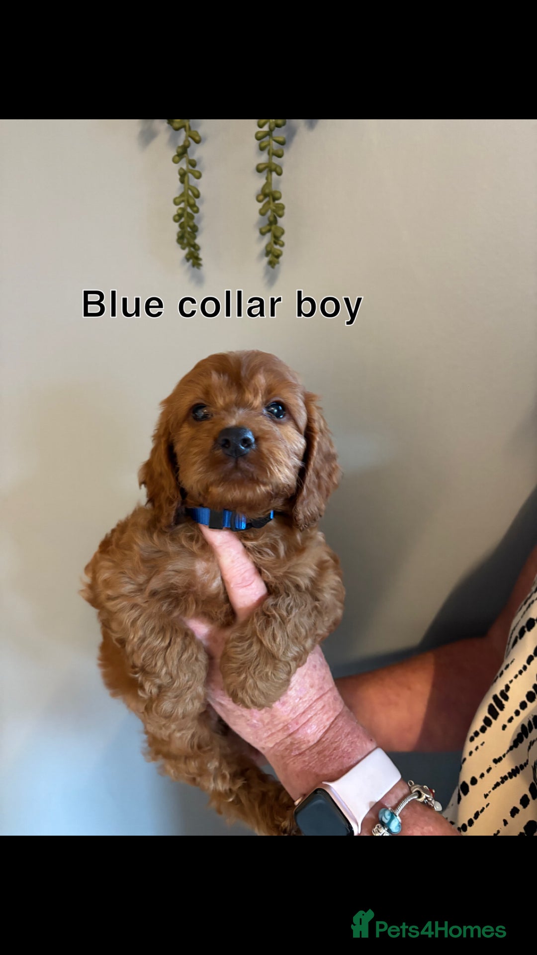 Cockapoo dogs for sale: Red F1 toy cockapoo puppies - Image 7