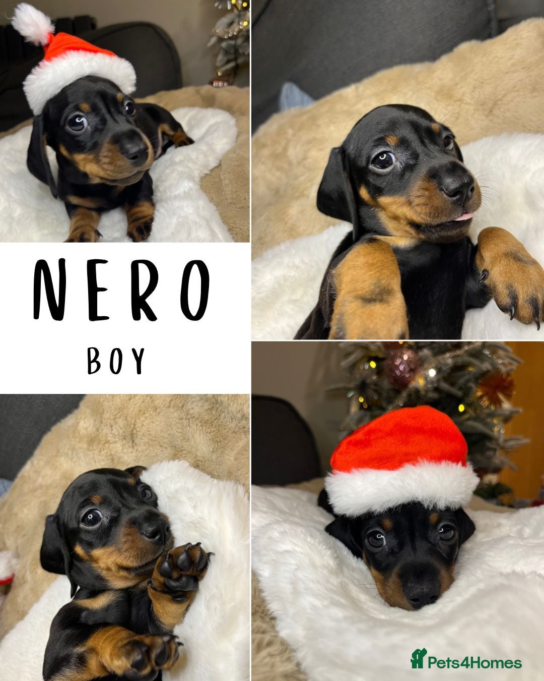 Dachshund dogs for sale: Stunning KC Miniature dachshunds - Advert 14