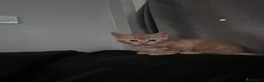 Domestic Shorthair 2