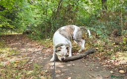 American Bulldog dogs for sale: Rescue Ozzy  - Image 16