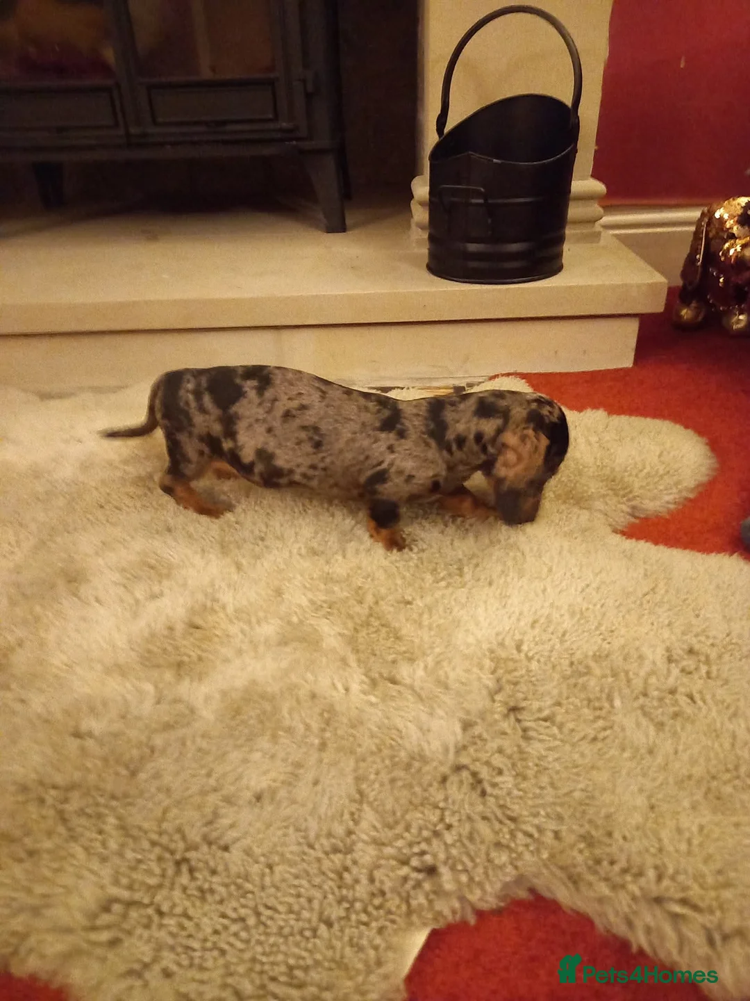 Miniature Dachshund dogs for stud: Leprimas Boycie - Advert 7