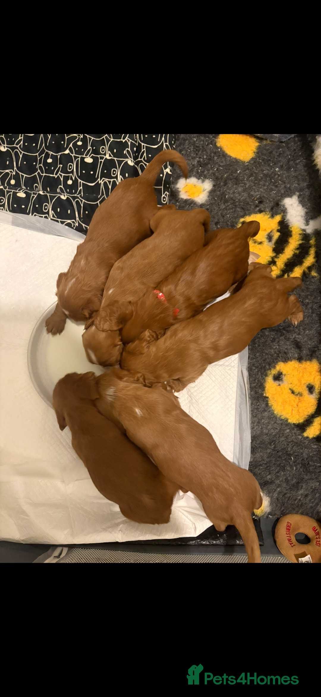 Cocker Spaniel dogs for sale: FOX RED WORKING COCKER SPANIEL PUPS - Advert 2