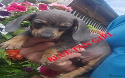 Miniature Poodle dogs for sale: PRA CLEAR MIN DACHSHUNDS  - Image 8