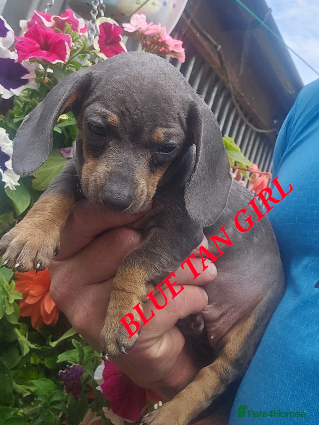Miniature Poodle dogs for sale: PRA CLEAR MIN DACHSHUNDS  - Image 8