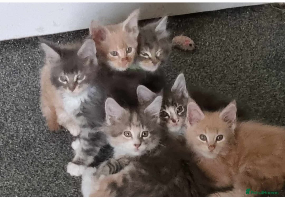 Maine Coon cats for stud: Champion Blue silver Maine Coon TICA GCCF Pedigree in Irvine - Advert 13