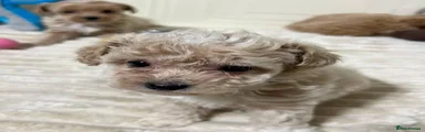 Maltipoo 2