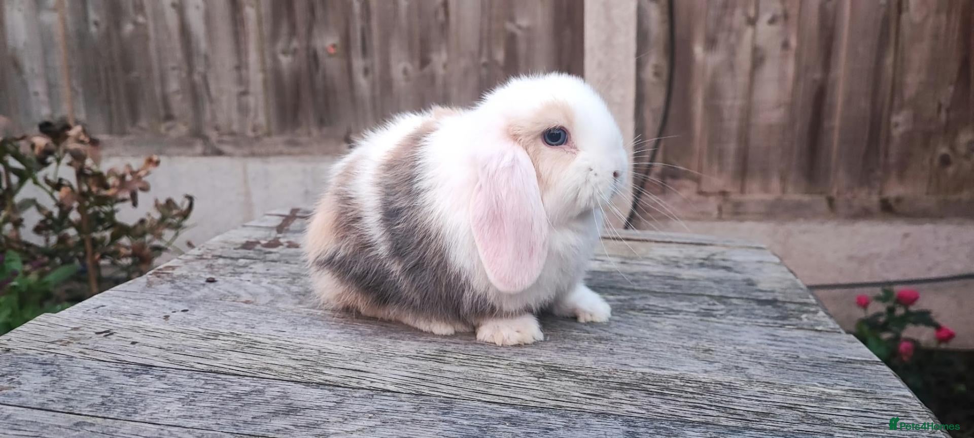 Mini Lop rabbits Minilop bunnies and Adult Female  - Advert 2