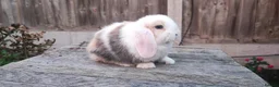 Mini Lop rabbits for sale: Minilop bunnies and Adult Female  - Advert 13