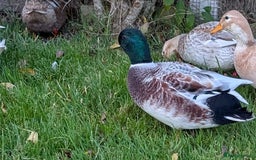 Ducks poultry for sale: Trio call ducks  - Image 3