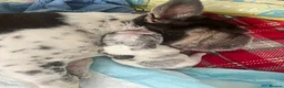 French Bulldog dogs for sale: Beautiful French Bulldog Puppies in Swansea - Advert 14