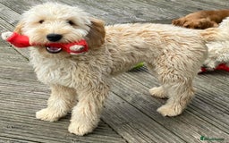 Miniature Poodle dogs for stud: Miniature poodle for stud. - Image 10