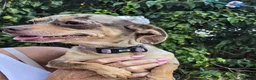 Chiweenie dogs for sale: Beautiful Miniature Dachshund x Chihuahua  - Advert 3