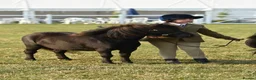 Shetland pony horses for sale: Stunning registered standard Shetland mare - Advert 5