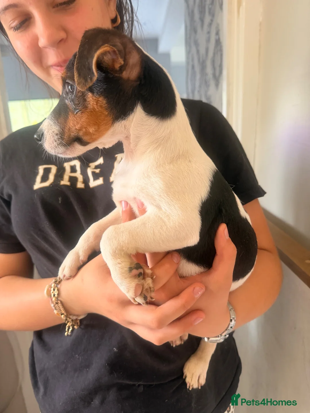 Jack Russell dogs for sale: Jack Russell boy - Advert 1