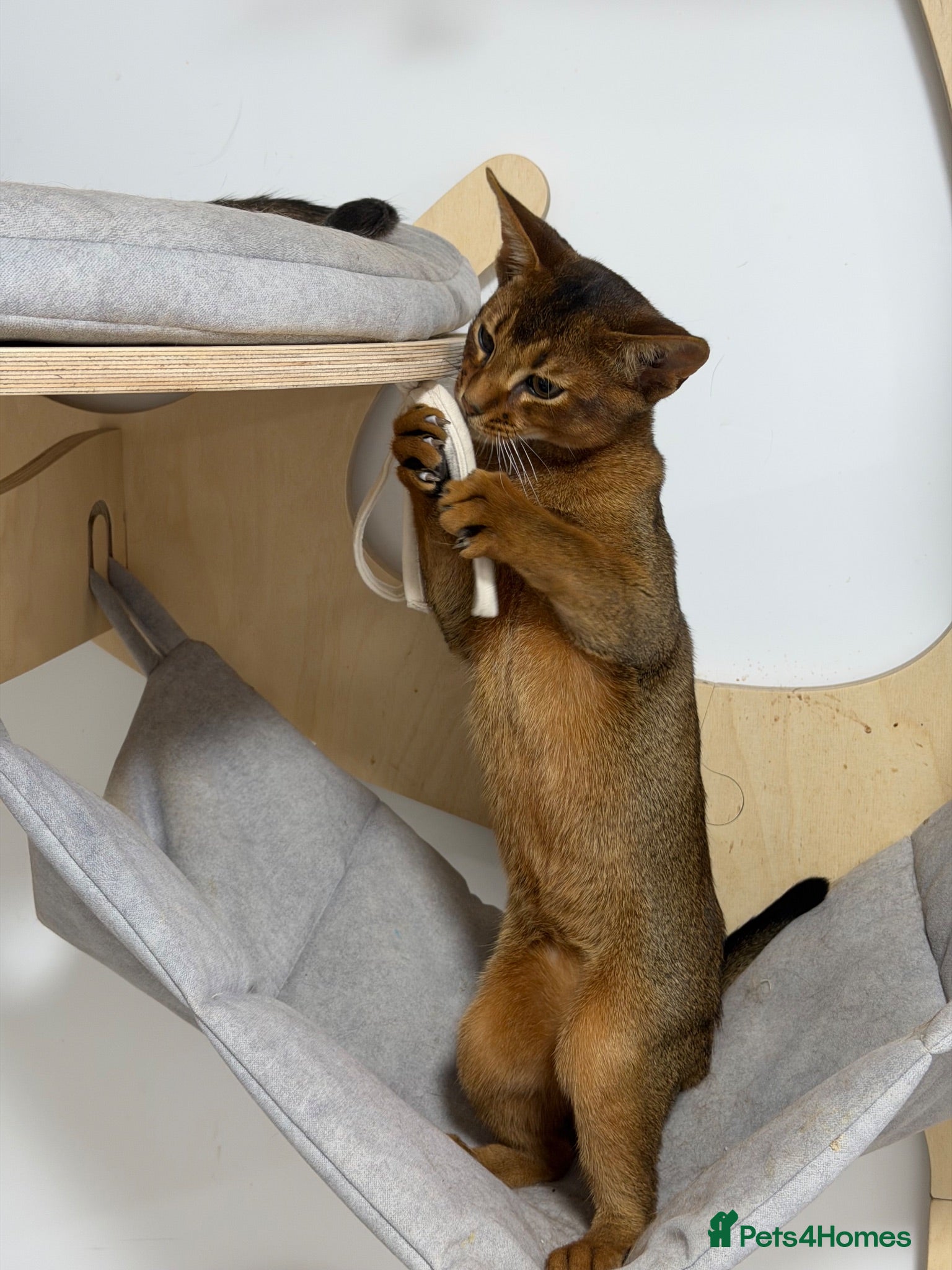 Abyssinian cats Last amazing kitten 😻 - Advert 2