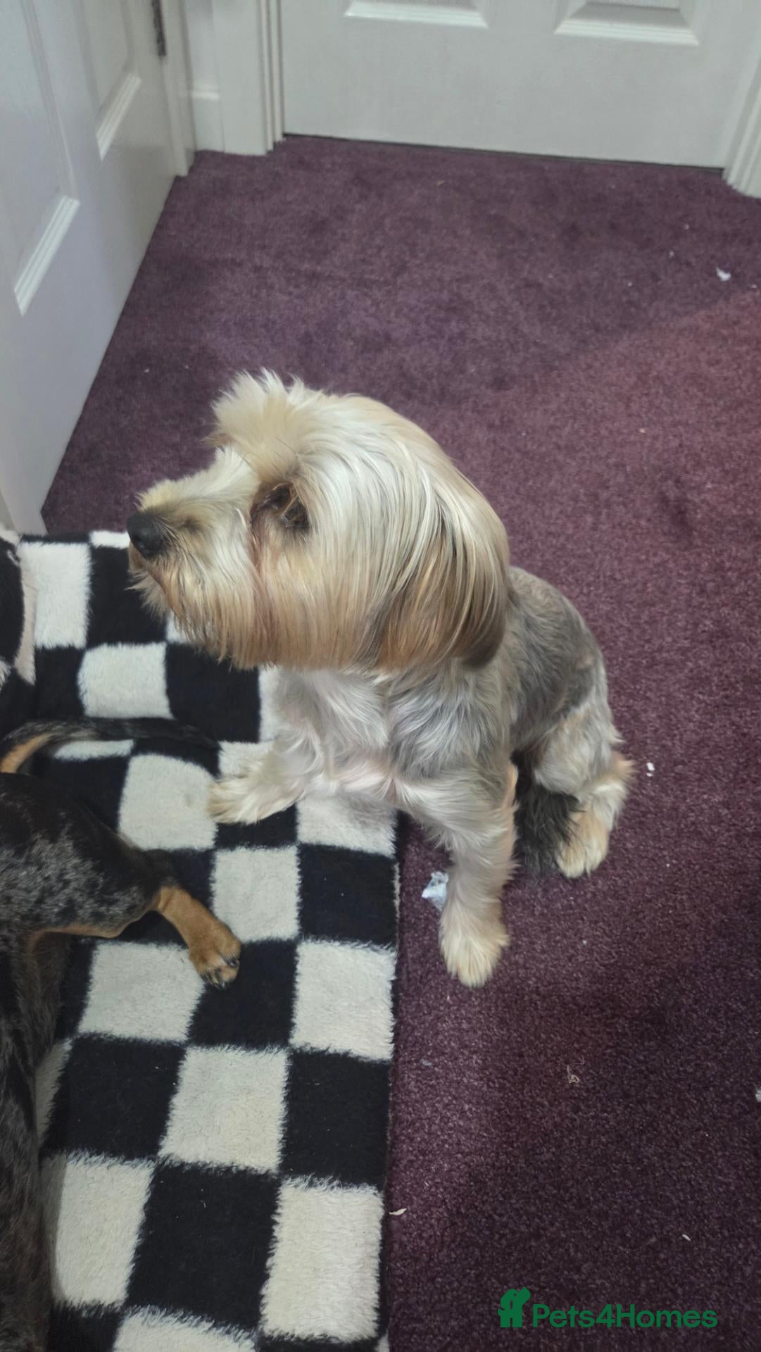 Mixed Breed dogs 1x Female dorkie (3 months old) - Advert 1