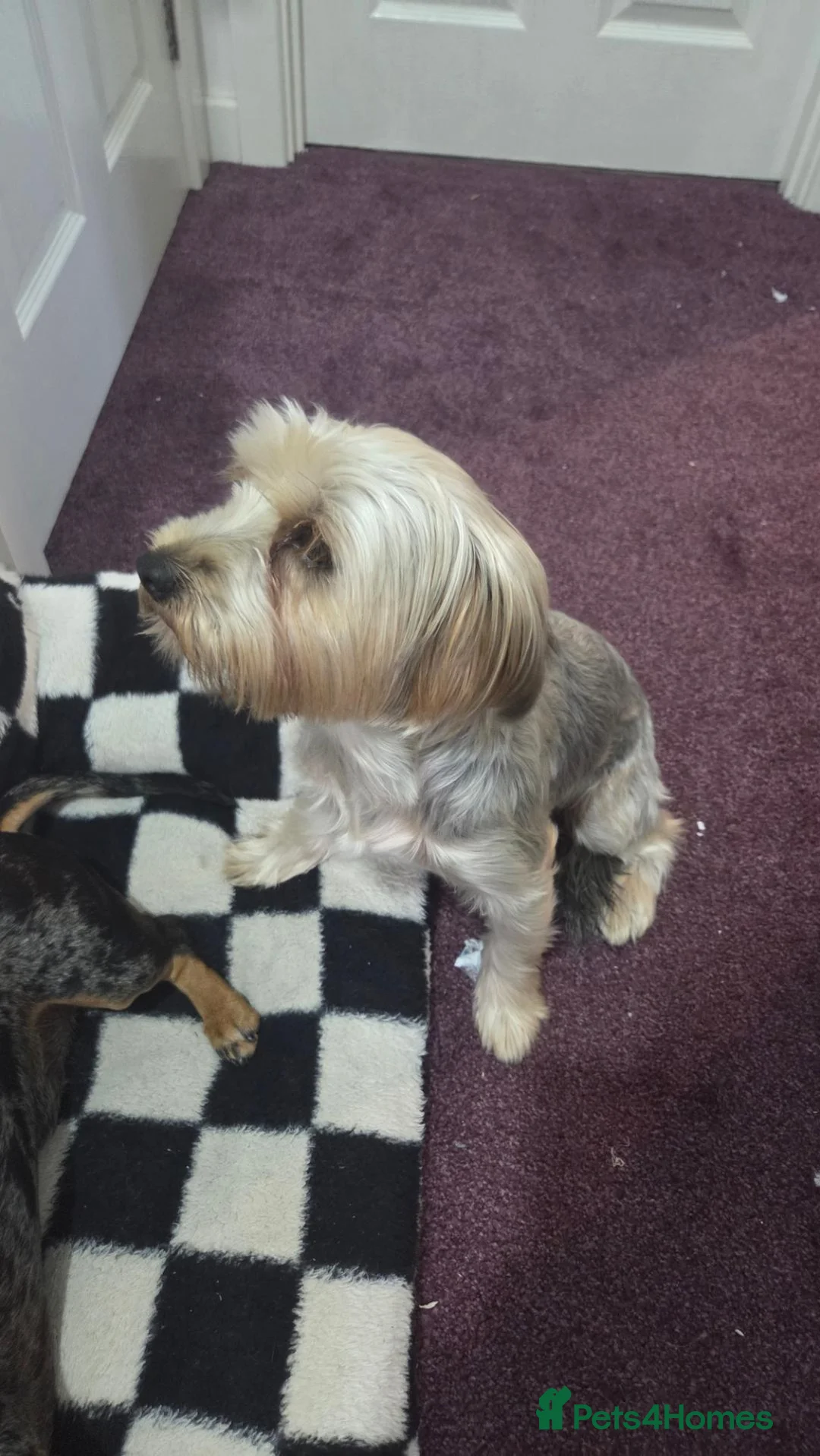 Mixed Breed dogs for sale: 1x Female dorkie (3 months old) - Advert 1