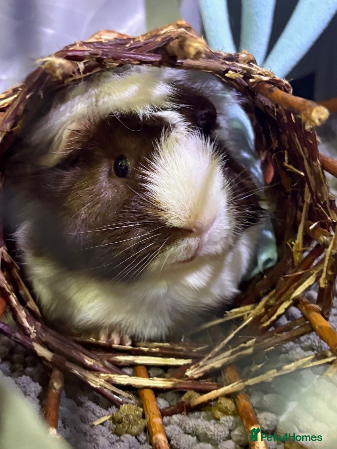 Guinea Pig rodents Male guinea pig - Advert 1