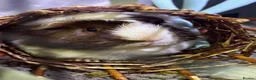 Guinea Pig rodents for sale: Male guinea pig in Rochdale - Advert 1