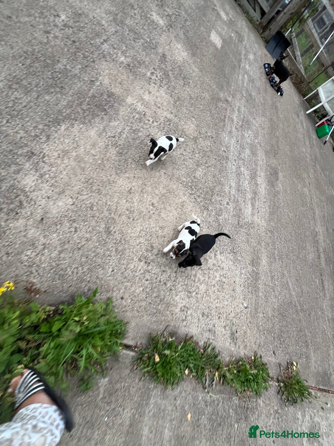 Jack Russell dogs for sale: 2 puppies for sales - Image 27