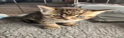 British Shorthair cats for sale: The cutest kittens!! - Advert 19