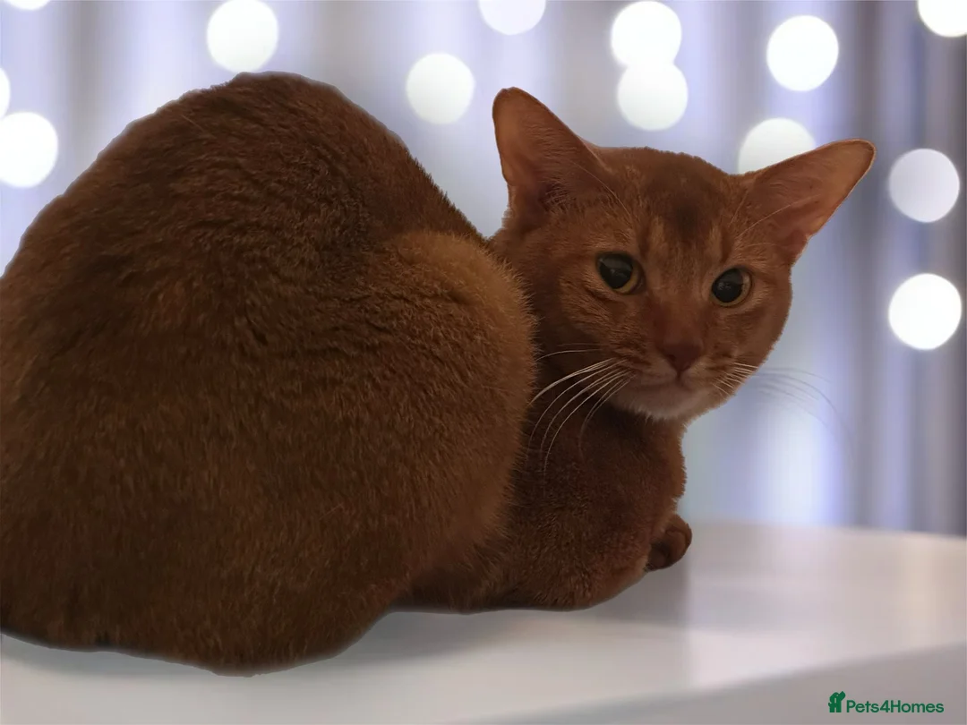 Abyssinian cats for stud: ☆Abyssinian Cat for stud-Sorrel colour ☆ in Northampton - Advert 5