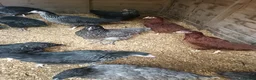 Chickens poultry for sale: POL Hybred Pullets in Swindon - Advert 1