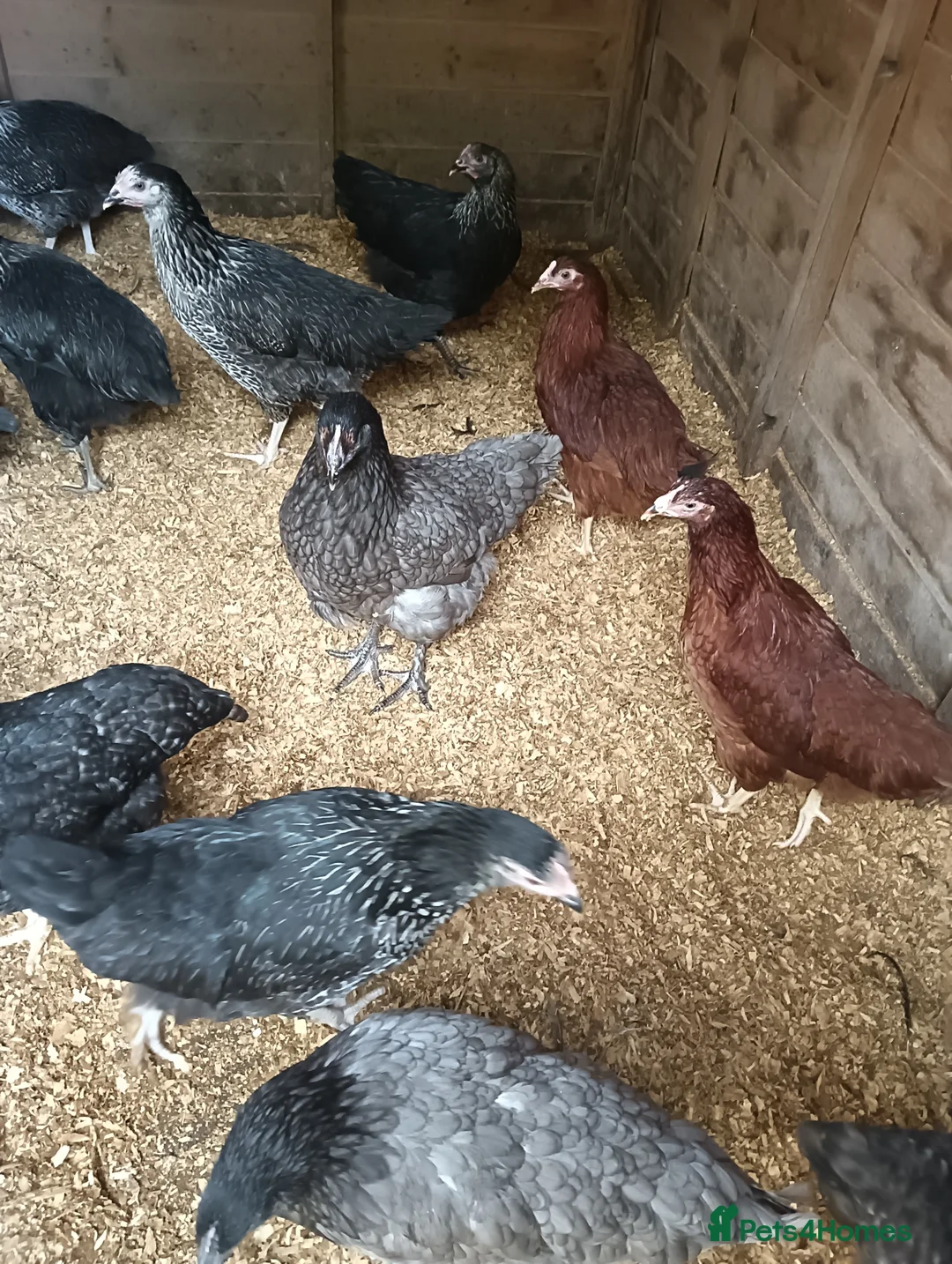 Chickens poultry for sale: POL Hybred Pullets in Swindon - Advert 1