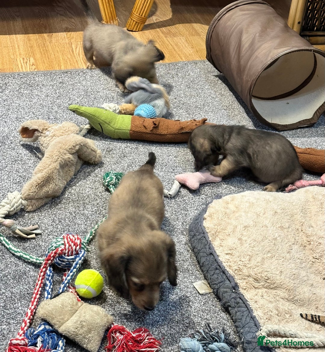 Miniature Dachshund dogs for sale: Gorgeous shaded cream pups - Image 8
