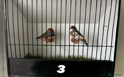 Finches birds for sale: 3 pairs of zebra finches - Image 3