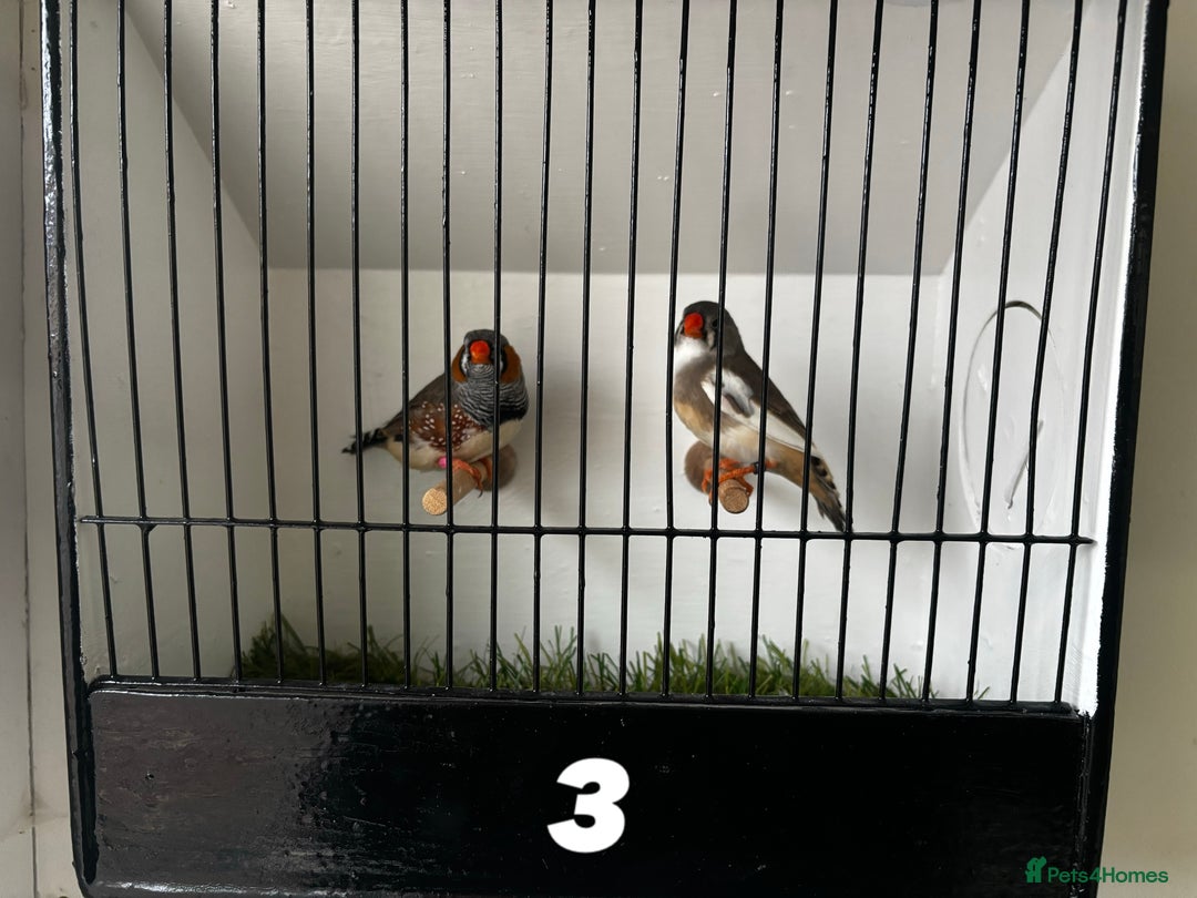 Finches birds for sale: 3 pairs of zebra finches - Image 3