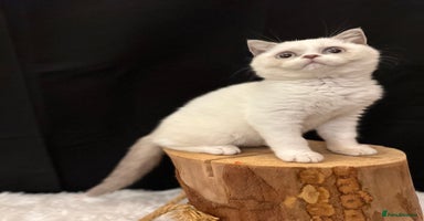 British Shorthair cats - Advert 4