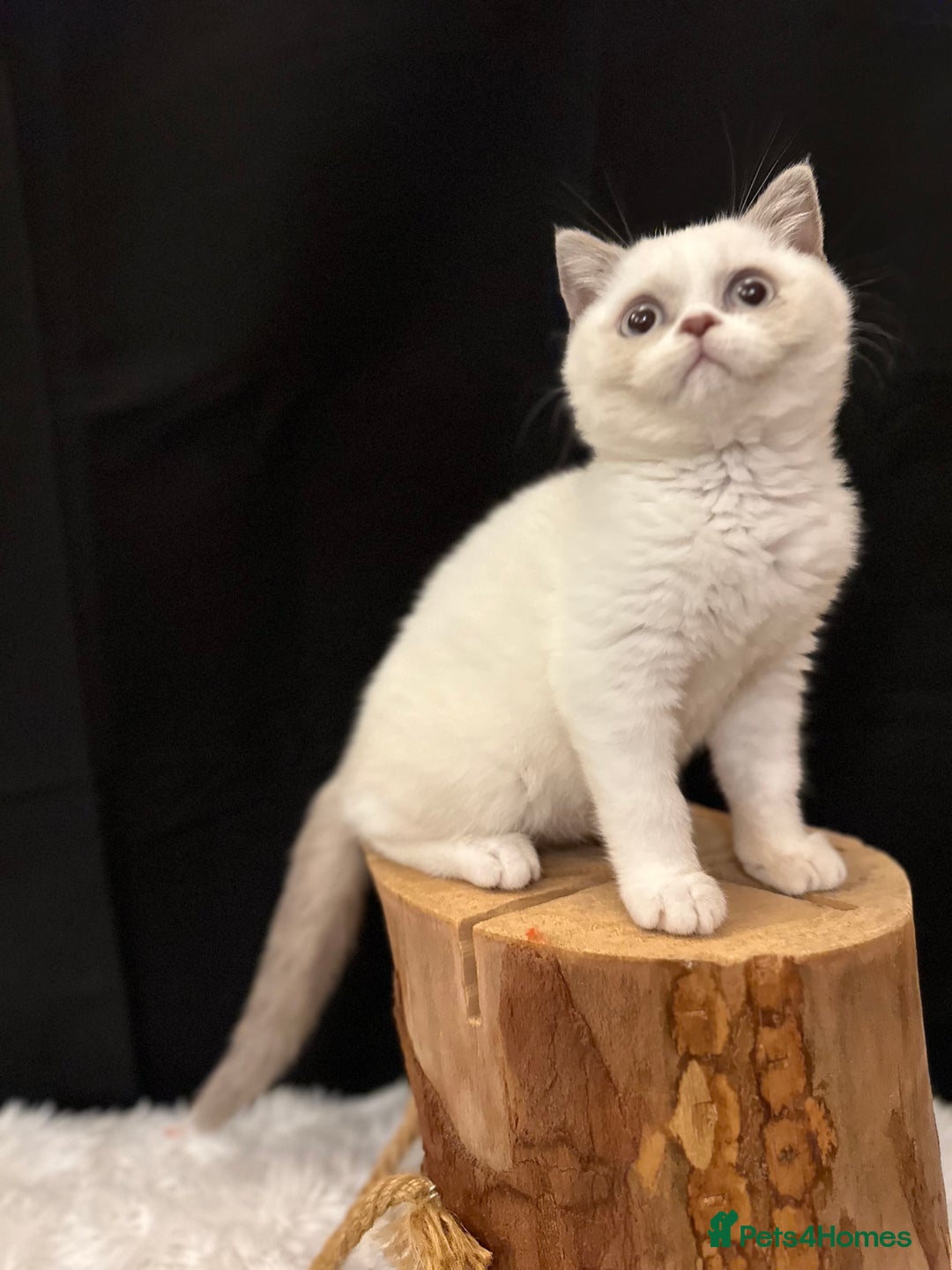 British Shorthair cats for sale: 💗 Gorgeous Full Pedigree BSH Trusted Breeder 💗 - Image 1